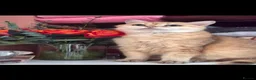 British Longhair cats for sale: British Longhair/Shorthair black golden shaded  - Advert 12