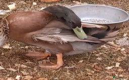 Ducks poultry for sale: Khaki Campbell 2025 drakes, offers considered in Tiverton - Image 17
