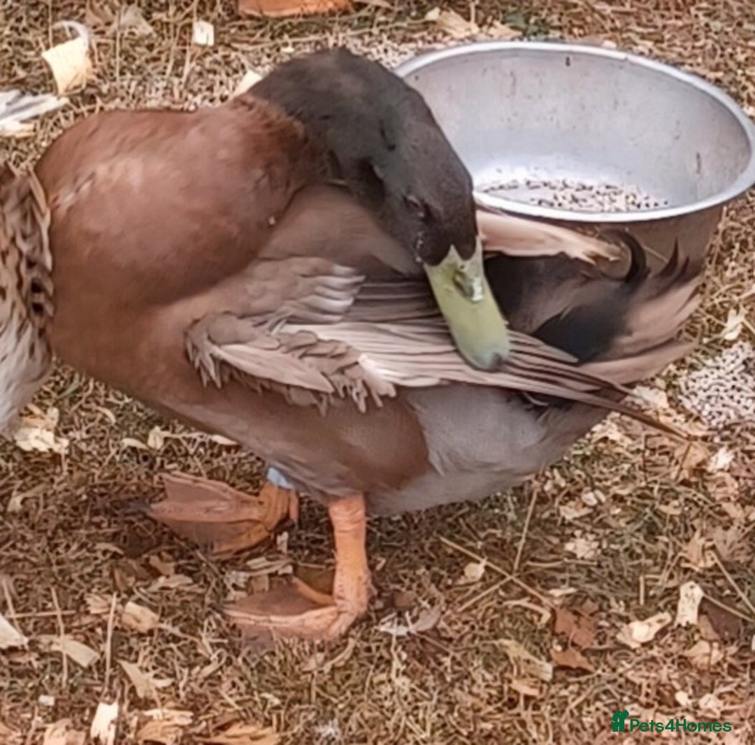 Ducks poultry for sale: Khaki Campbell 2025 drakes, offers considered in Tiverton - Image 17