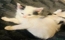 British Longhair cats for sale: Cute long haired kittens  - Image 4