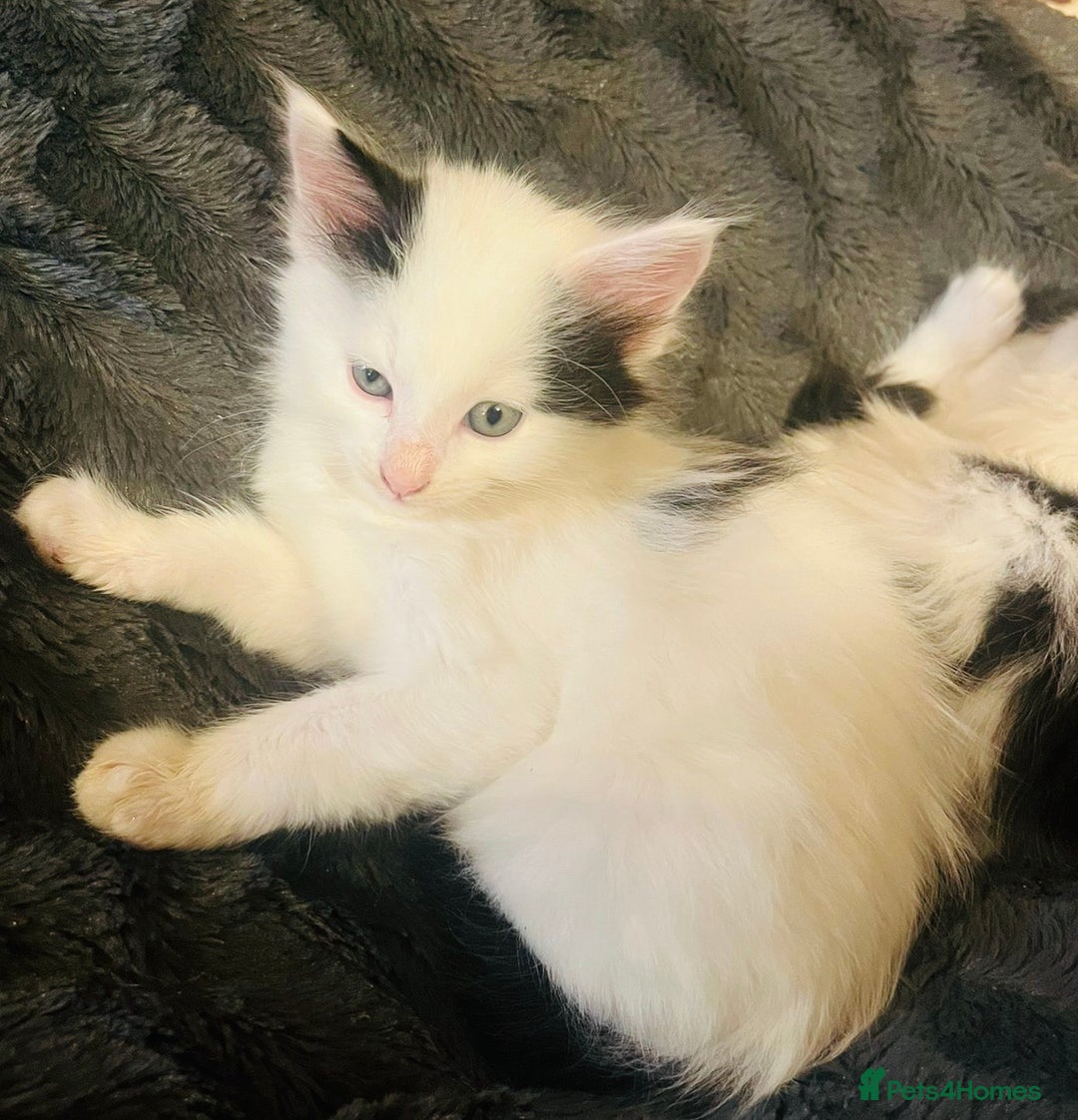 British Longhair cats for sale: Cute long haired kittens  - Image 4