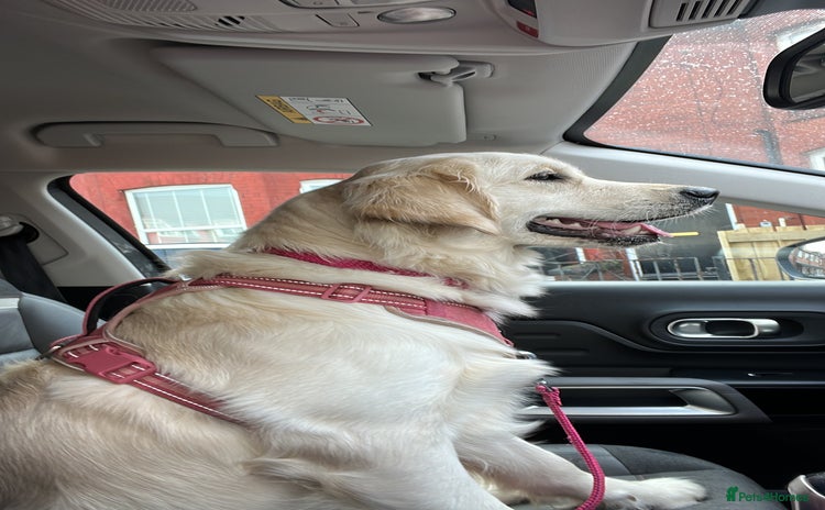 Golden Retriever dogs - Advert 8