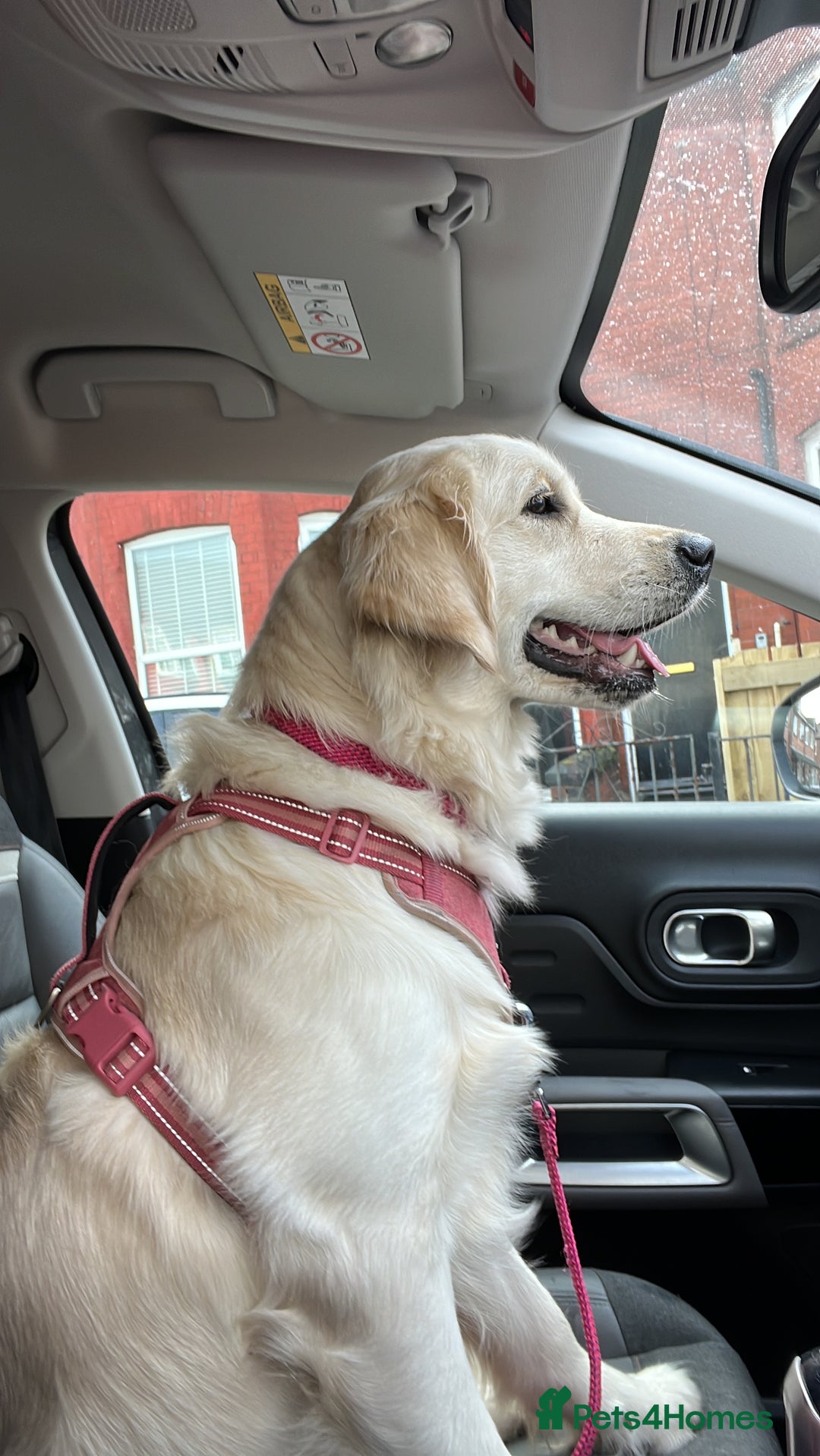 Golden Retriever dogs for sale: 2 year old female - Advert 1