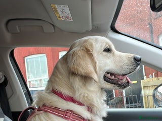 Golden Retriever dogs 2 year old female - Advert 18