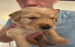 Golden Retriever dogs for sale: Working Golden Retriever Puppies  - Image 6