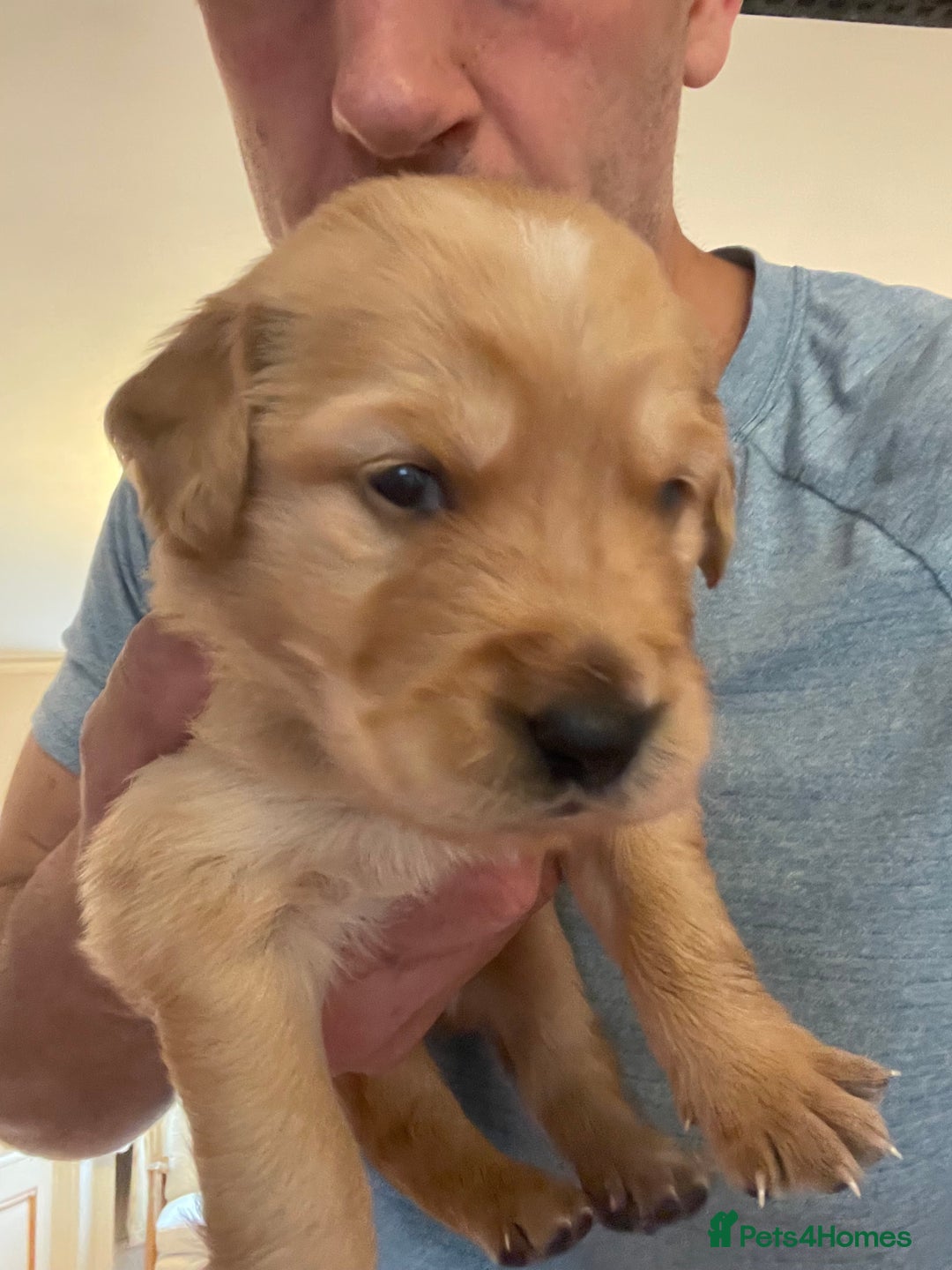 Golden Retriever dogs for sale: Working Golden Retriever Puppies  - Image 6