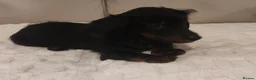 Miniature Dachshund dogs for sale: Long hair Miniature dachshund boy in Preston - Advert 5