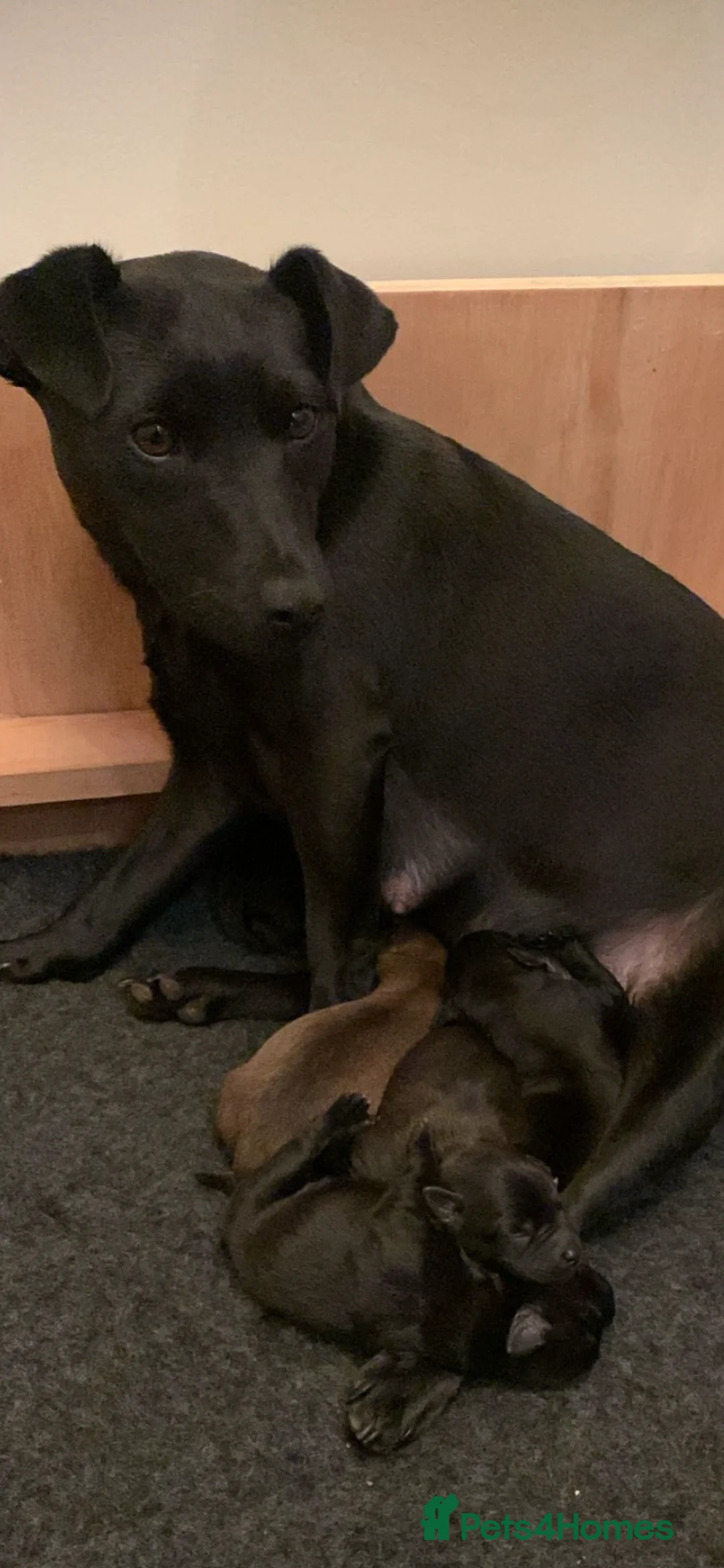 Patterdale Terrier dogs for sale: 3 Patterdale Puppies in Pewsey - Advert 1
