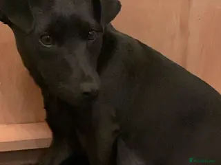 Patterdale Terrier dogs 3 Patterdale Puppies - Advert 1