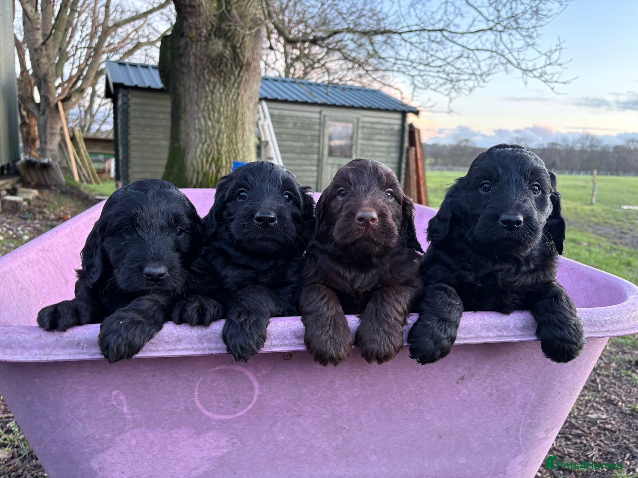 Mixed Breed dogs Fantastic Floodles! Fun, loyal and loving dogs  - Advert 17