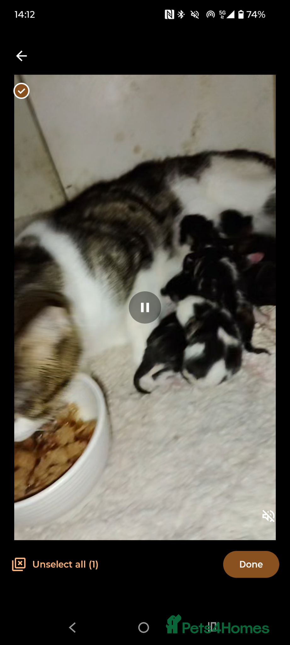 British Shorthair cats Gorgeous litter  - Advert 1