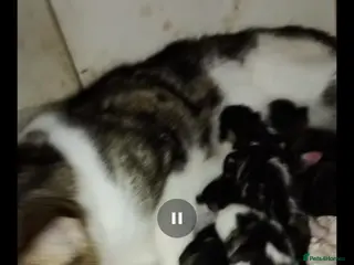 British Shorthair cats Gorgeous litter - Advert 2