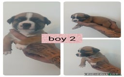 Mixed Breed dogs for sale: Beautiful mastiff cross pups - Image 23