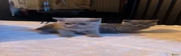 British Shorthair cats for sale: 3 British Shorthair Kittens For Sale - Advert 6