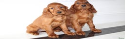 Irish Setter dogs for sale: Beautiful KC registered health tested parents - Advert 9