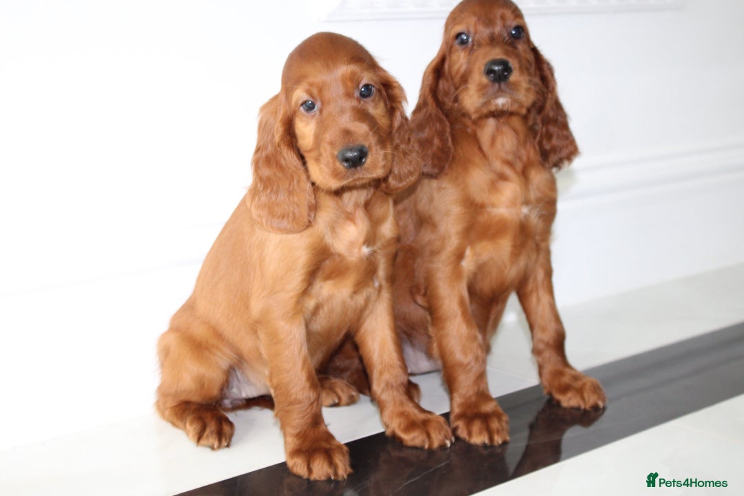 Irish Setter dogs for sale: Beautiful KC registered health tested parents - Advert 9