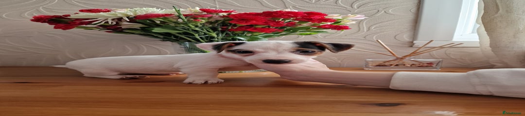 Jack Russell Puppy 3