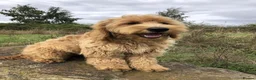 Goldendoodle dogs for sale: Phoebe F1 Miniature Goldendoodle - Advert 7