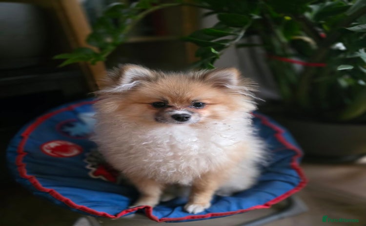 Pomeranian dogs - Advert 3