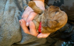 Cavapoo dogs for sale: Last 2 A1 Ruby/red Christmas Cavapoos 07816222523 in Derby - Image 11
