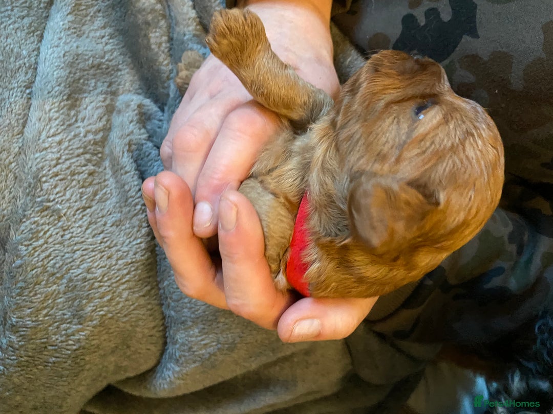 Cavapoo dogs for sale: Last 2 A1 Ruby/red Christmas Cavapoos 07816222523 in Derby - Image 11
