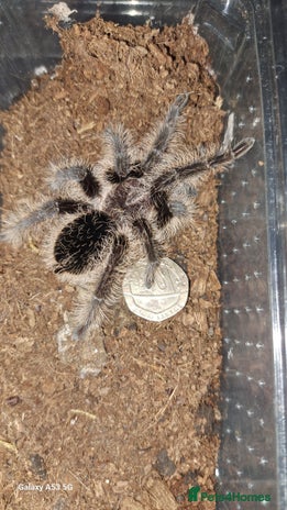 Tarantulas Invertebrates For Sale In Manchester Pets4Homes tarantulas-invertebrates-for-sale-in-manchester-pets4homes