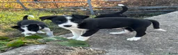 Border Collie dogs for sale: Beautiful pups - Advert 12