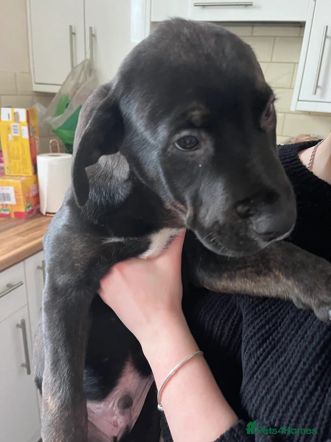 Mixed Breed dogs for sale: Bullmastiff cross puppies  - Advert 17