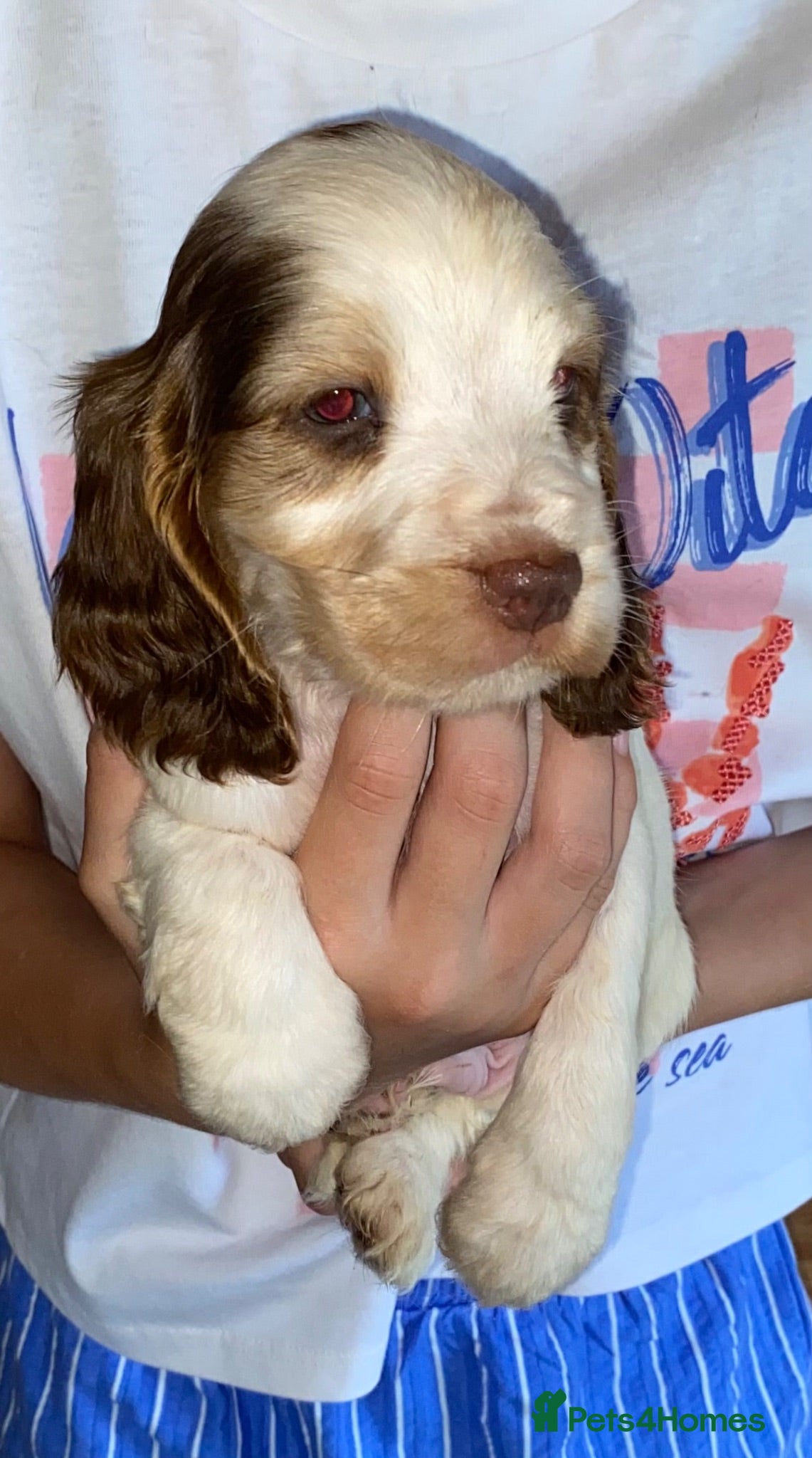 Cocker Spaniel dogs 🐾BEAUTIFUL KC REGISTERED SHOW COCKERS🐾 - Advert 1