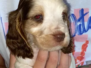 Cocker Spaniel dogs 🐾BEAUTIFUL KC REGISTERED SHOW COCKERS🐾 - Advert 1