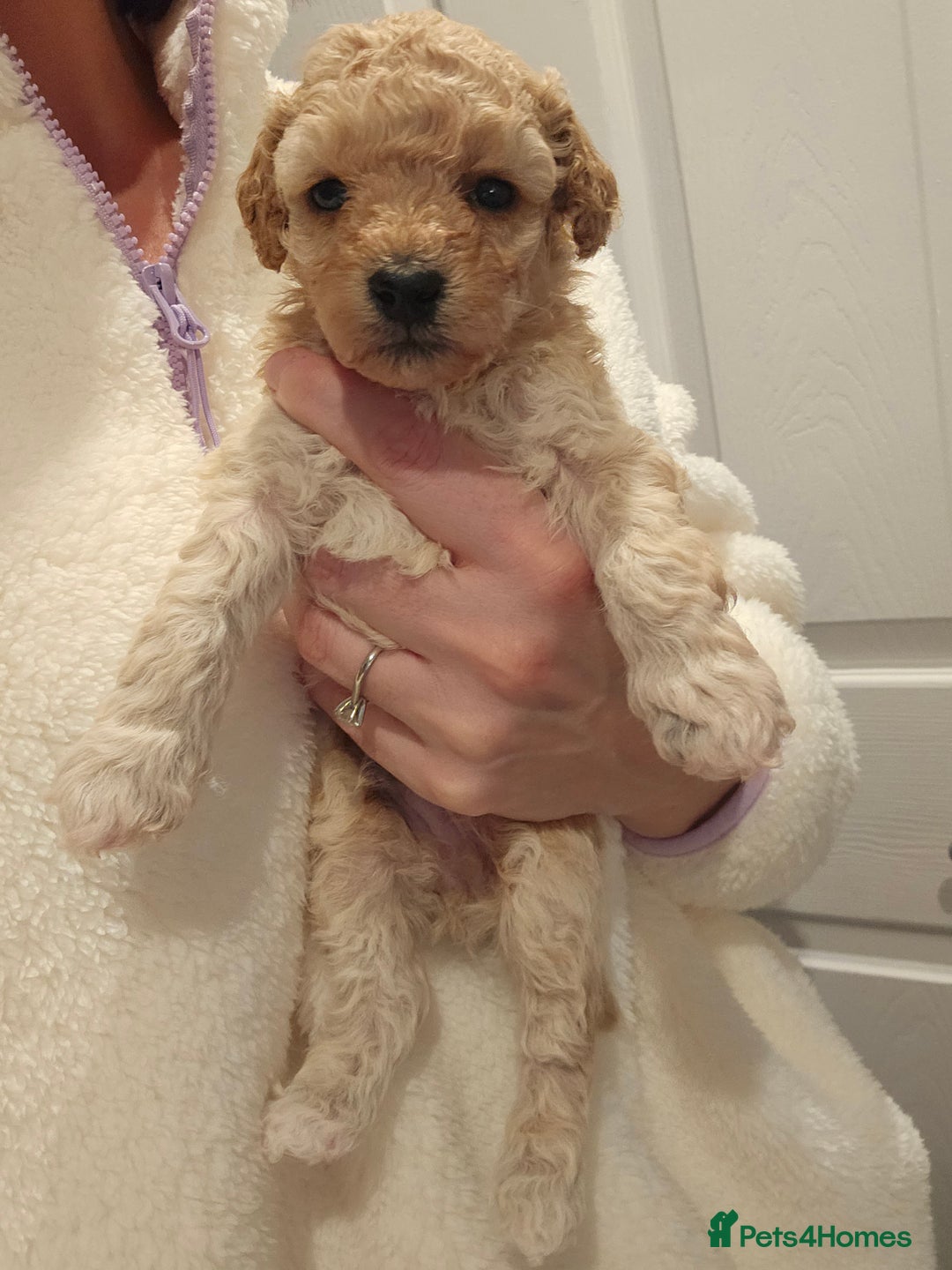 Poochon dogs for sale: Poochon pups ready 11.1.26 - Advert 6