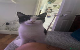 Mixed Breed cats for sale: Lots of cats/kittens up for adoption  - Image 13