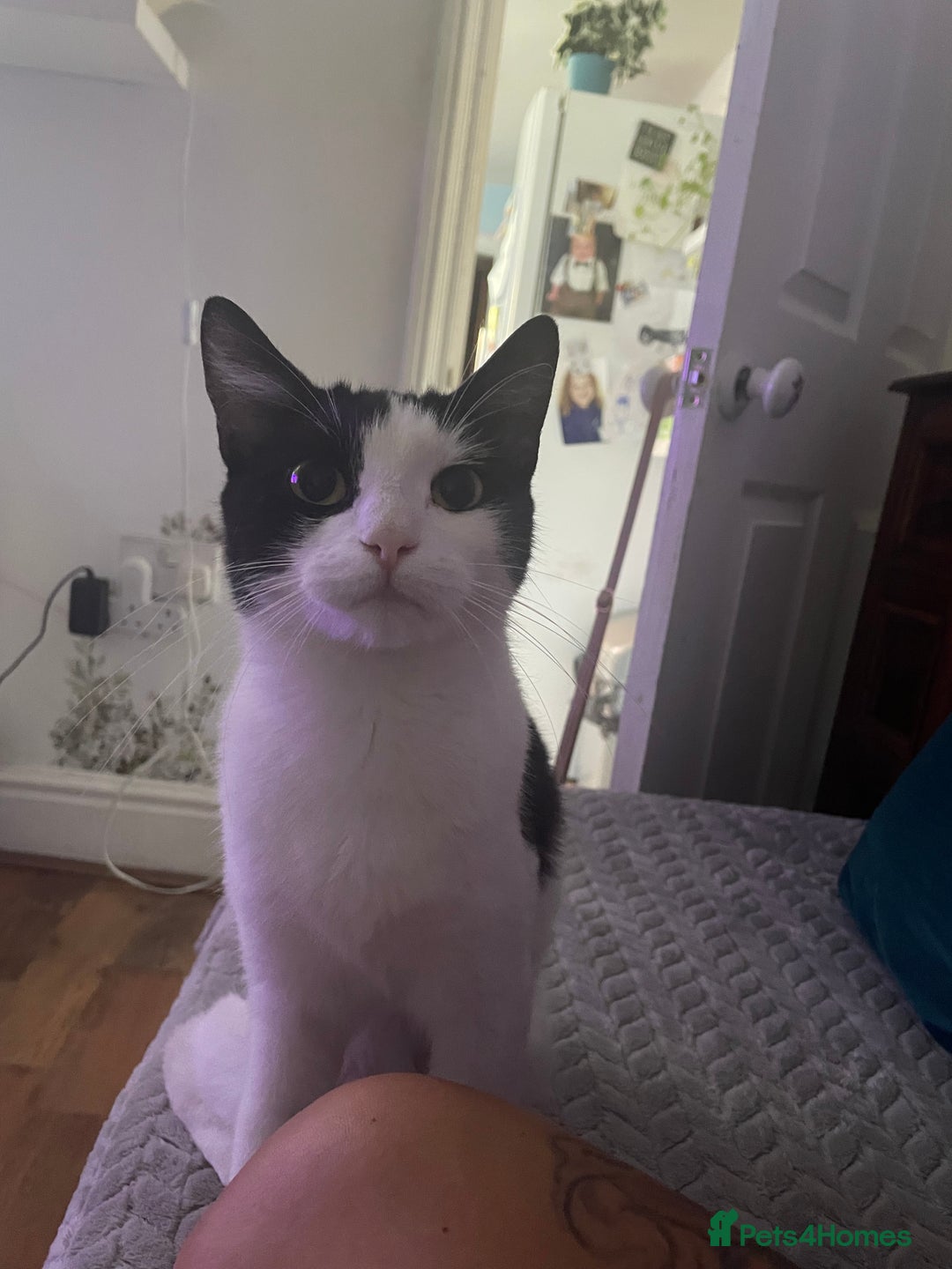 Mixed Breed cats for sale: Lots of cats/kittens up for adoption  - Image 13
