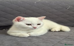British Shorthair cats for sale: 5 Stunning British Shorthair - Image 3
