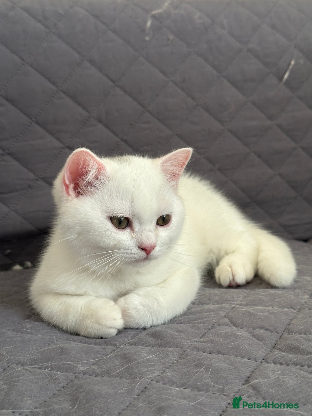 British Shorthair cats for sale: 5 Stunning British Shorthair - Image 3