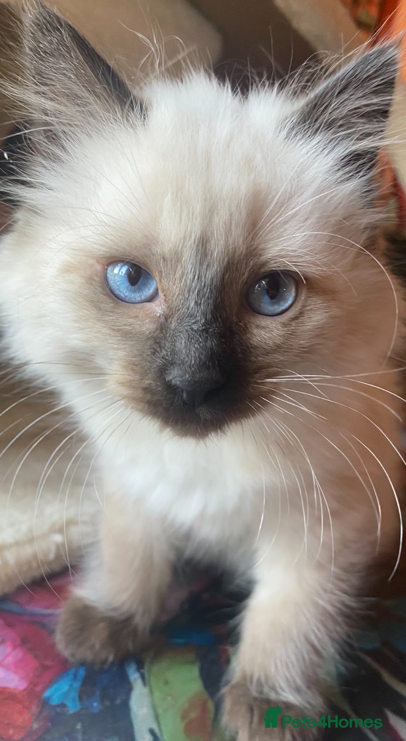 Ragdoll cats Adorable purebred Ragdolls  - Advert 10