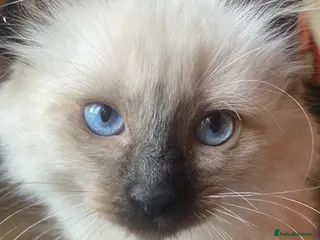 Ragdoll cats Adorable purebred Ragdolls - Advert 10