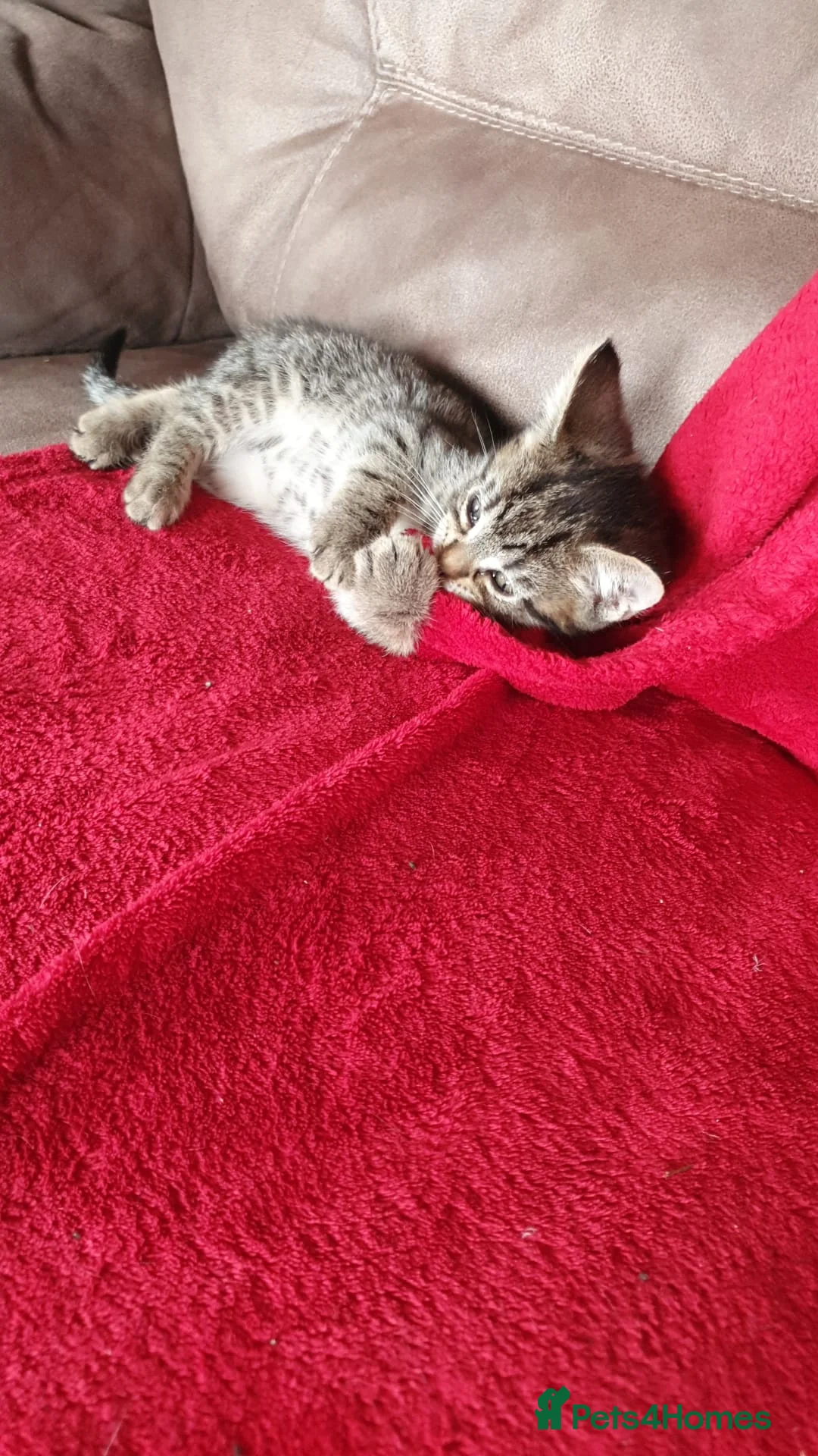 Mixed Breed cats for sale: Handsome tabby boy  - Advert 2