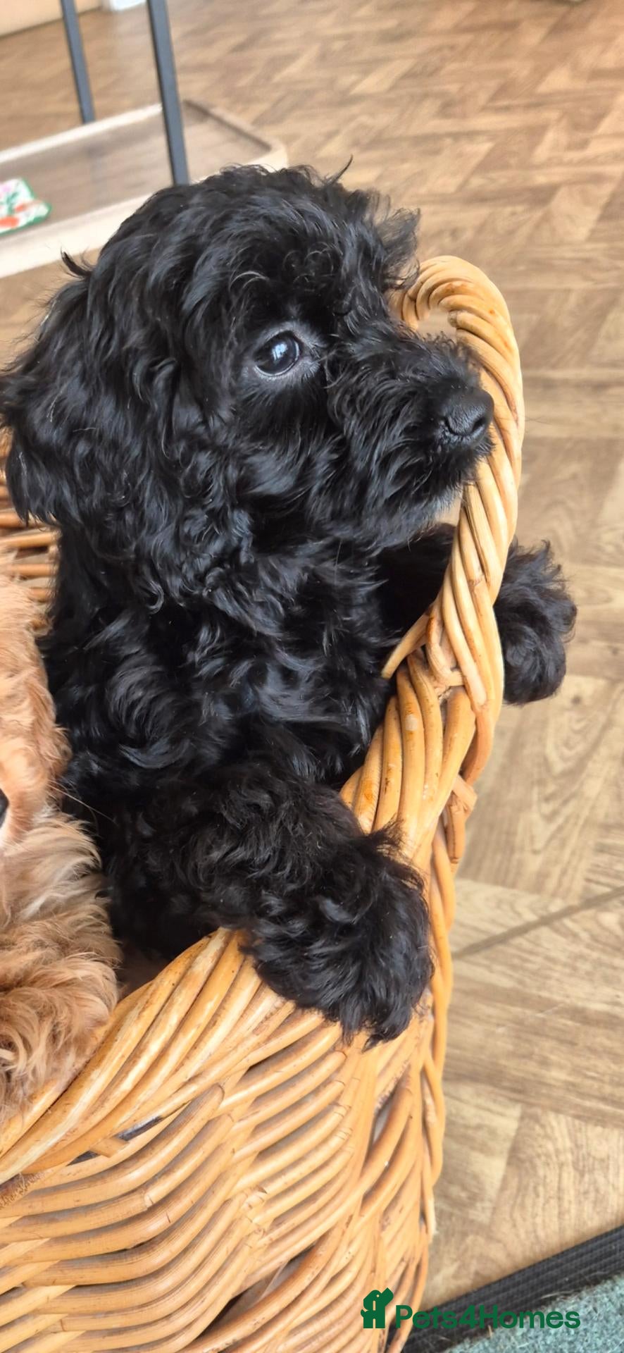 Cockapoo dogs We are now ready for our new homes - Advert 2