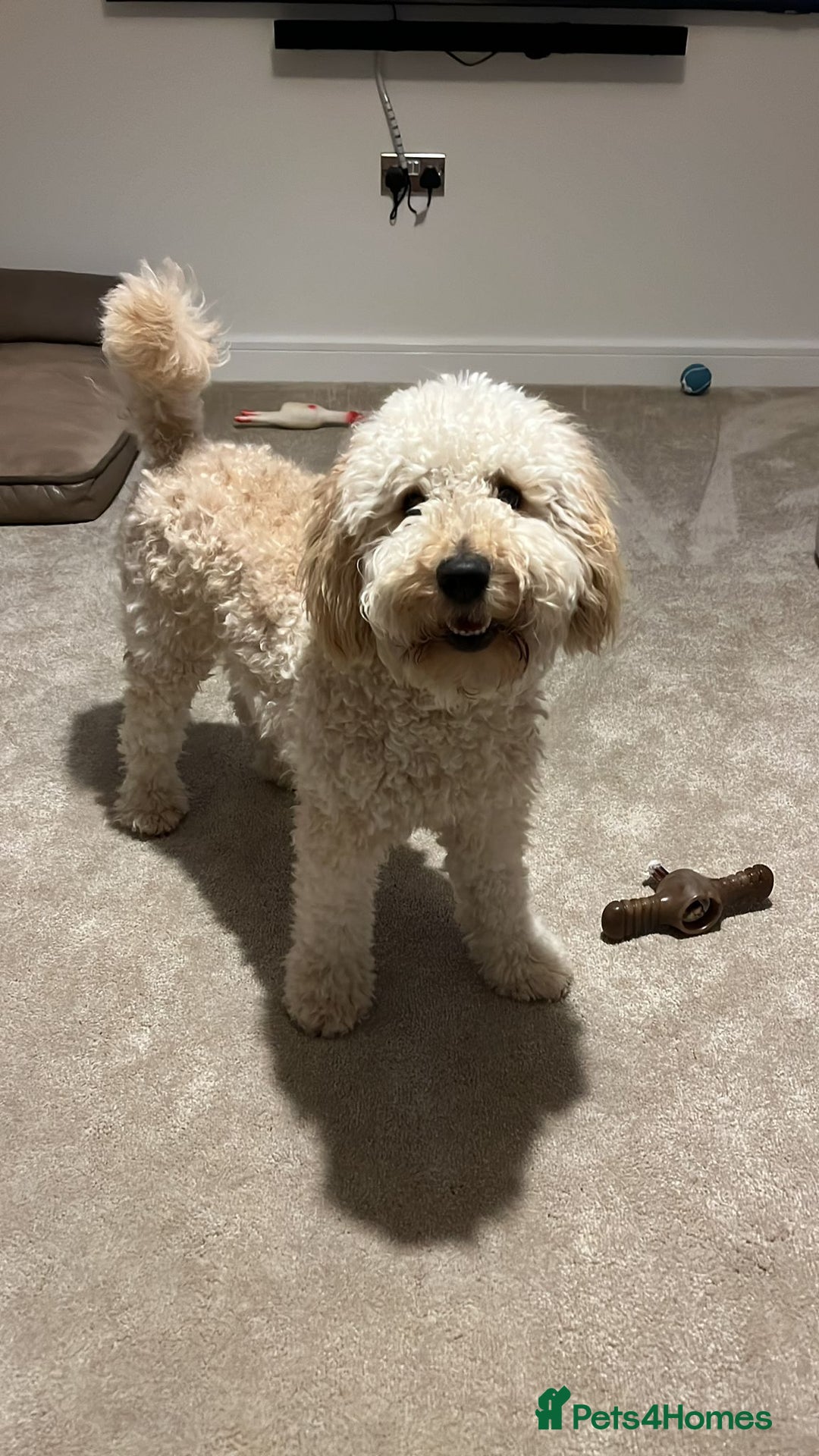 Goldendoodle dogs for sale: Multigenerational Medium Girls Available  - Advert 12