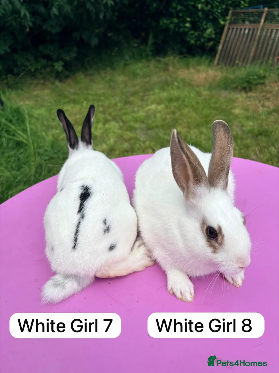 Rex rabbits for sale: Rex X Dutch Bunnies Ready Now  - Advert 12