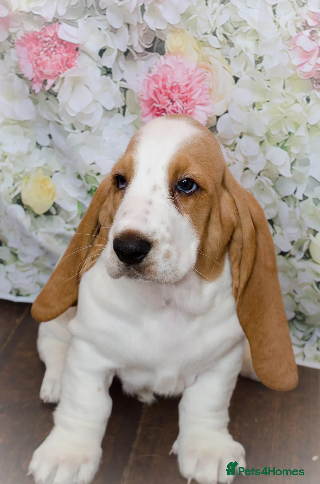 Basset Hound dogs for stud: Kc reg red and white proven Basset for stud in Cullompton - Advert 10