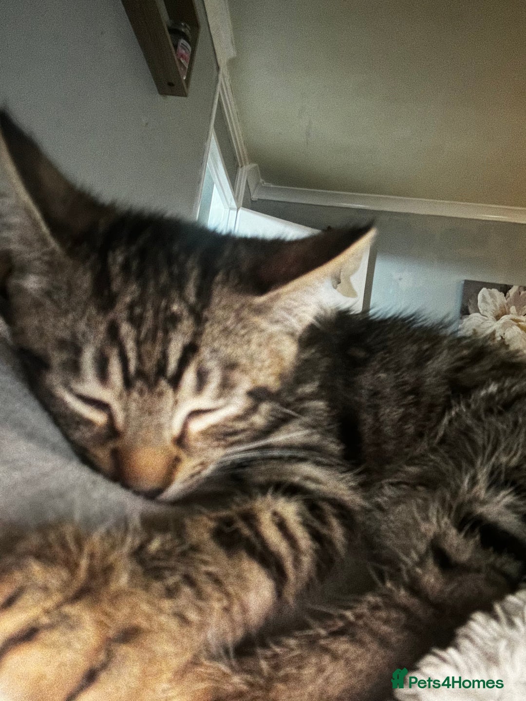 Domestic Shorthair cats for sale: 1 beautiful kitten for sale. - Advert 1