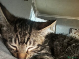 Domestic Shorthair cats 1 beautiful kitten for sale. - Advert 10