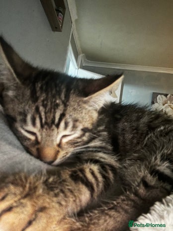 Domestic Shorthair cats - Advert 7