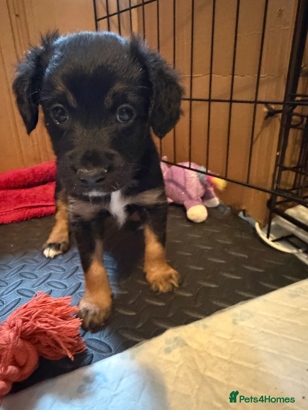Mixed Breed dogs for sale: Lovely Cockapoo/Border Collie puppies in Abergavenny - Advert 18