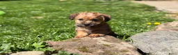Mixed Breed dogs for sale: Exceptional Norfolk terrier x jrt pups ready now  - Advert 27