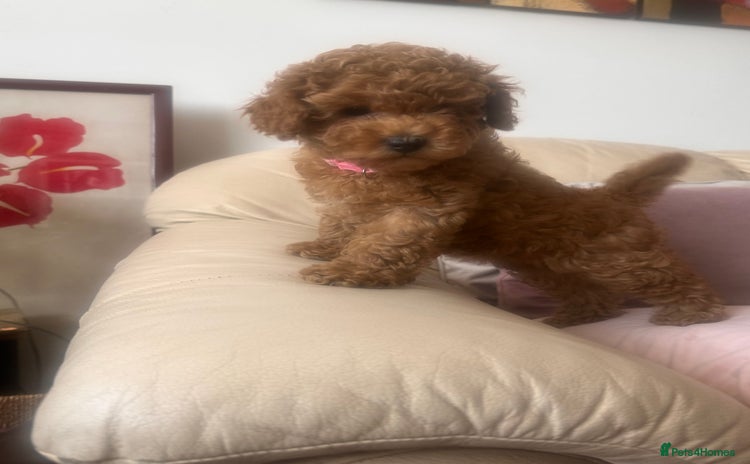 Toy Poodle dogs - Advert 14