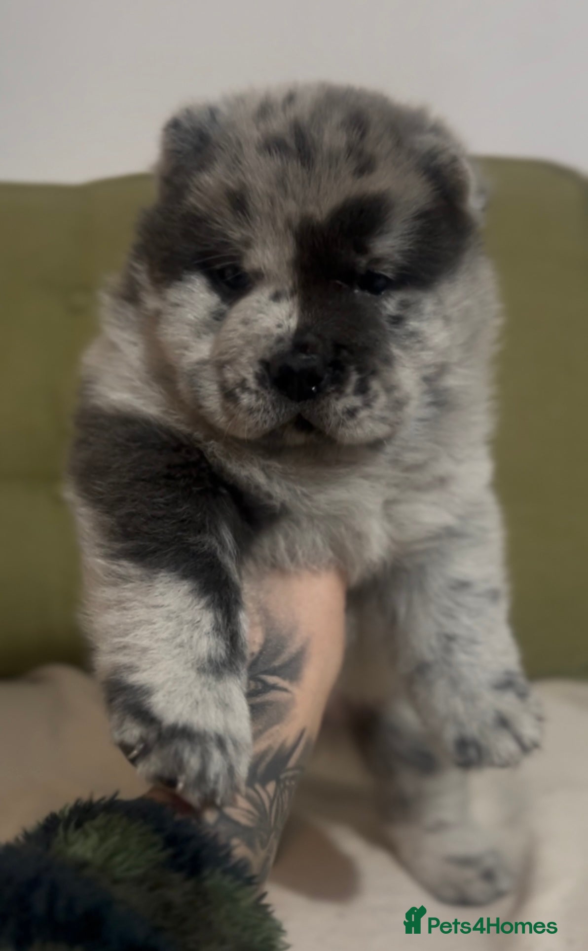 Chow Chow dogs Blue Merle bear faced chow chow puppies  - Advert 3