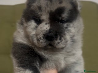 Chow Chow dogs Blue Merle bear faced chow chow puppies - Advert 13